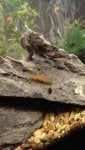 Brown Wood Trunk Organism Bedrock