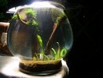 Glass Organism Aquarium decor Transparent material Fish supply