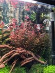 Plant Flower Vegetation Terrestrial plant Biome