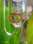 Liquid Drinkware Water Plant Fluid