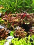 Plant Flower Botany Terrestrial plant Vegetation