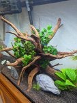 anubias2.jpg
