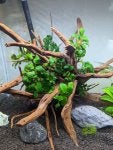 anubias3.jpg
