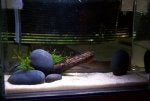 Vertebrate Wood Aquatic plant Plant Gas