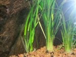 Plant Terrestrial plant Aquatic plant Grass Fish supply