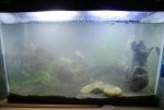 Water Pet supply Fish supply Marine biology Aquarium