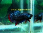 fwbettas1312803757.jpg