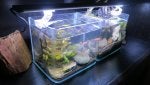 Water Pet supply Fish supply Aquatic plant Marine biology