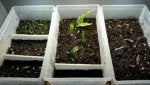 Plant Houseplant Flowerpot Compost Annual plant