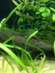 Plant Green Terrestrial plant Grass Aquatic plant