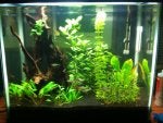 Water Plant Green Vertebrate Pet supply