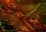 Wood Branch Arthropod Twig Terrestrial plant