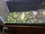 Leaf Rectangle Wood Grass Pet supply