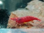 Water Arthropod Insect Organism Fluid