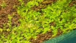 Green Leaf Soil Groundcover Annual plant