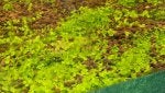 Nature Deciduous Vegetation Organism Natural landscape