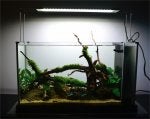 Water Plant Pet supply Aquatic plant Terrestrial plant