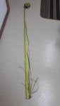 20160710_105524_1468220514289.jpg