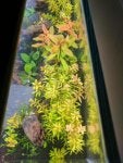 Plant Flower Houseplant Terrestrial plant Grass