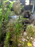 debris_hair algae (1).jpg