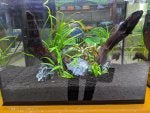 Plant Pet supply Wood Terrestrial plant Fish supply