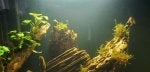 Water Plant Natural environment Underwater Fluid